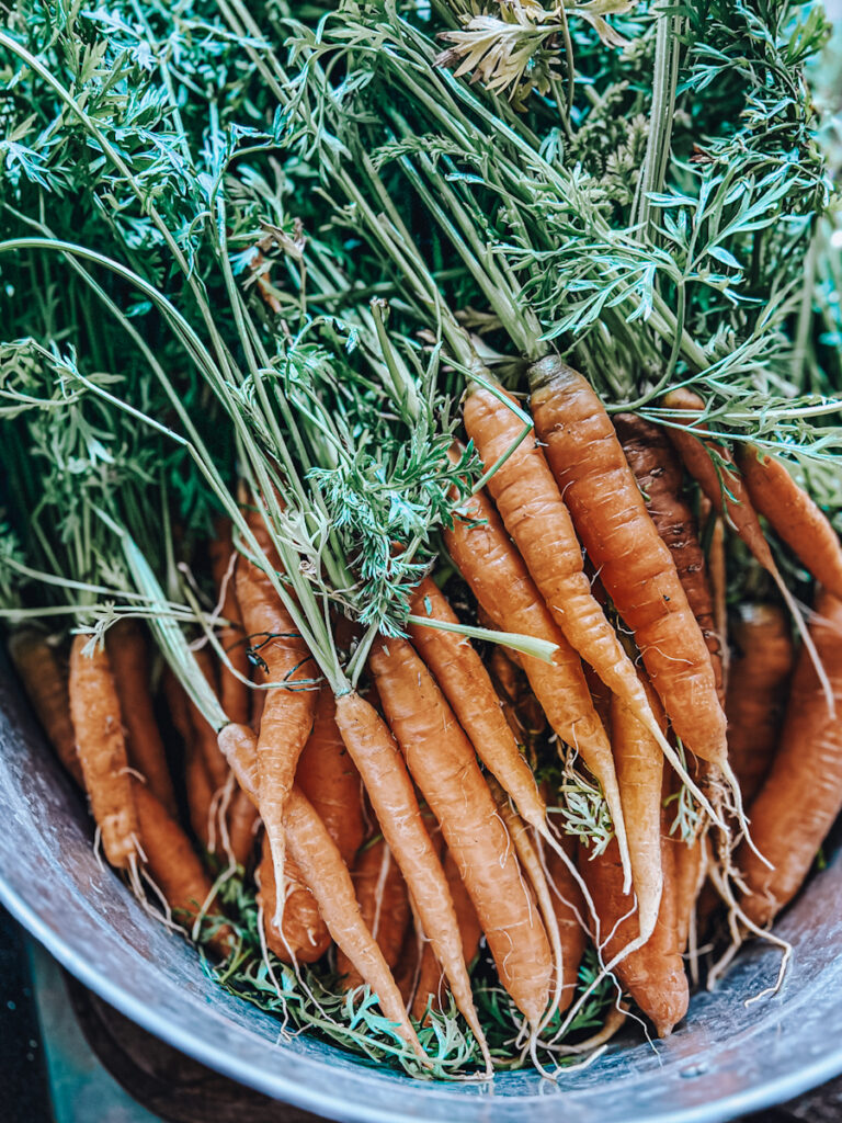 Baby carrots ready to be pickled.