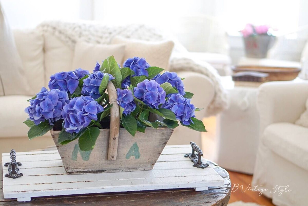 hydrangea-care-1 Antique bucket of hydrangeas displayed on a coffee table