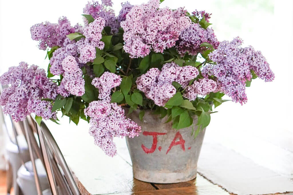 Antique bucket of lilacs