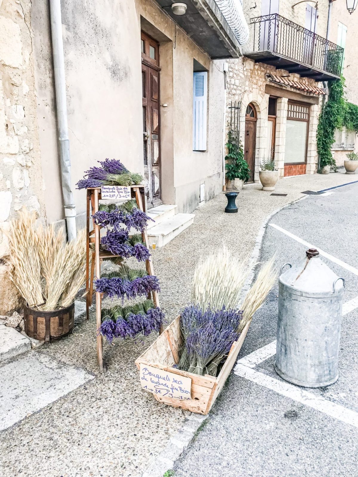 lavender in France