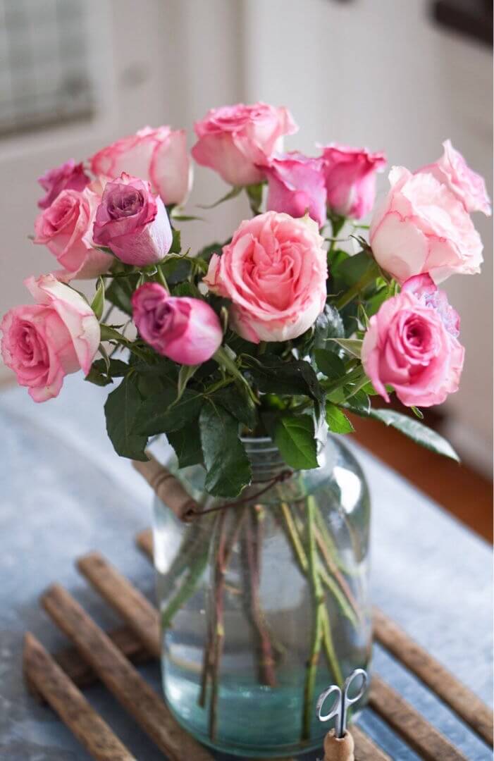 pink roses pink-roses