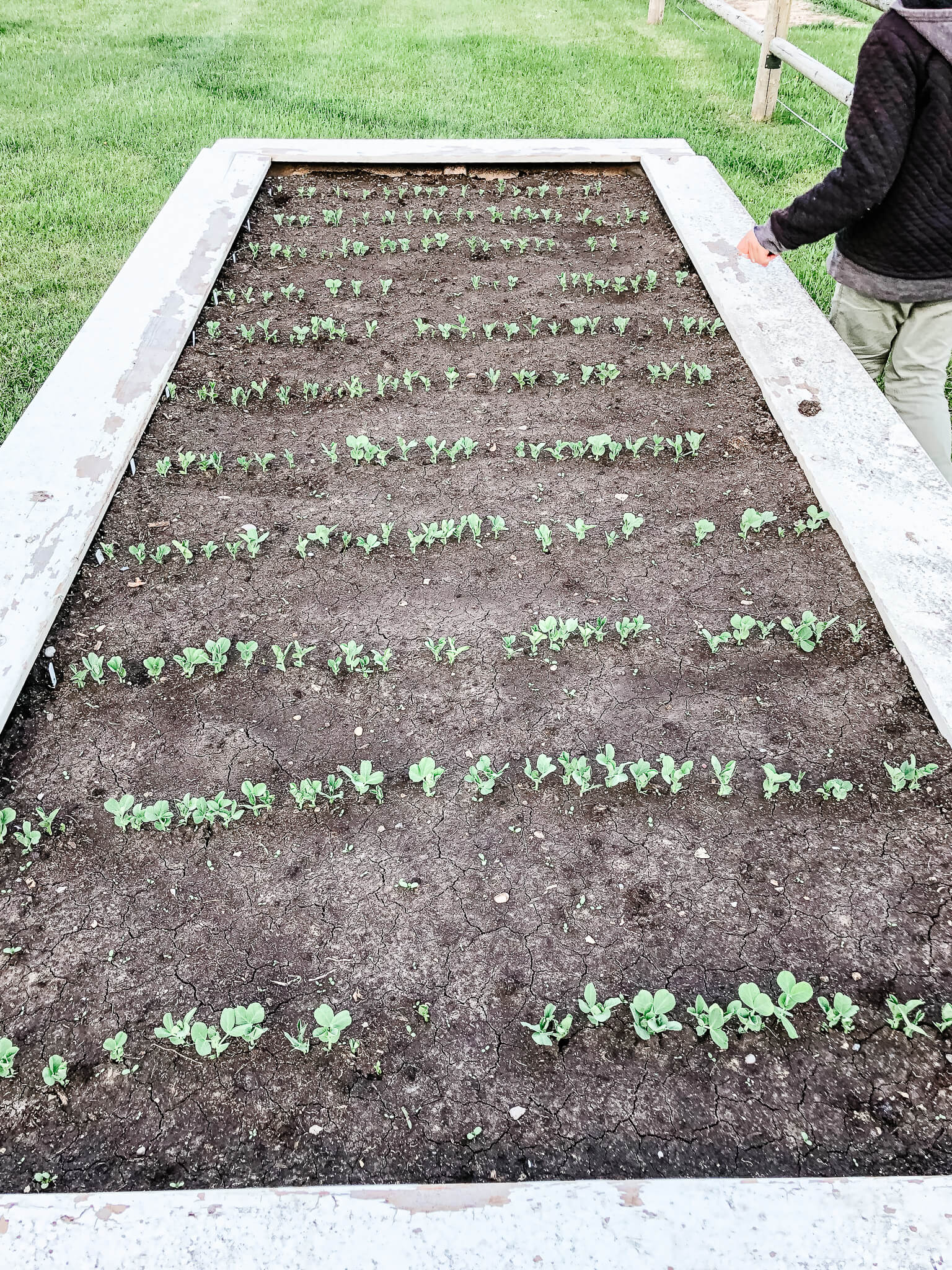 Forced to wrong size: 638x851, natural is 1536x2048! Vegetable Garden Tips