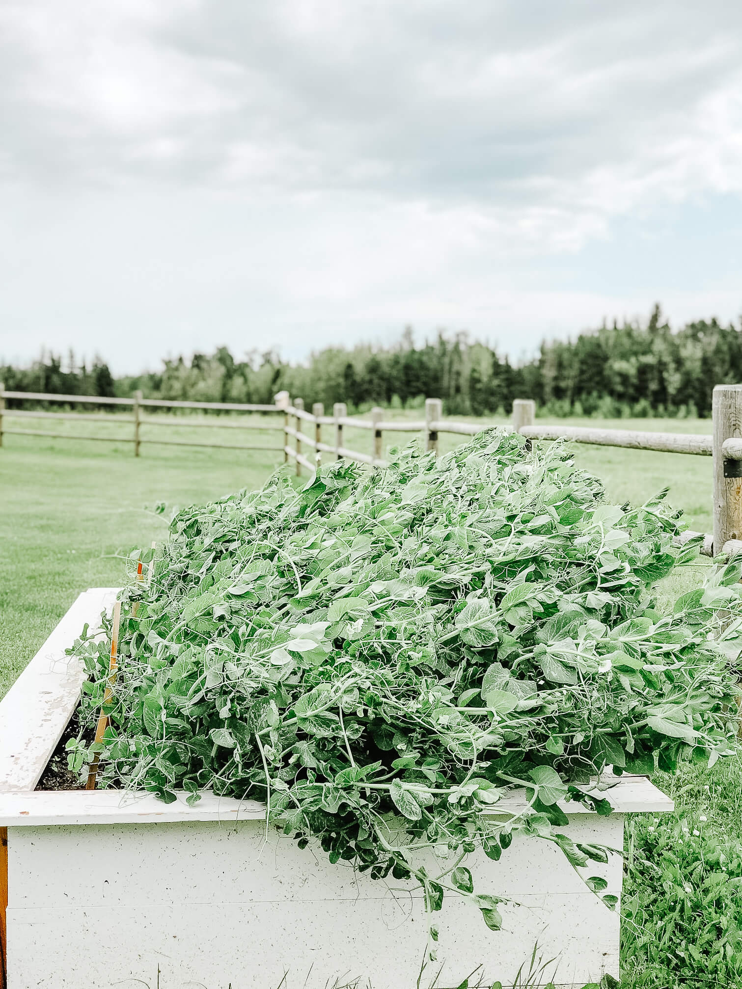 Forced to wrong size: 638x851, natural is 1511x2015! Pea Plants in a container garden