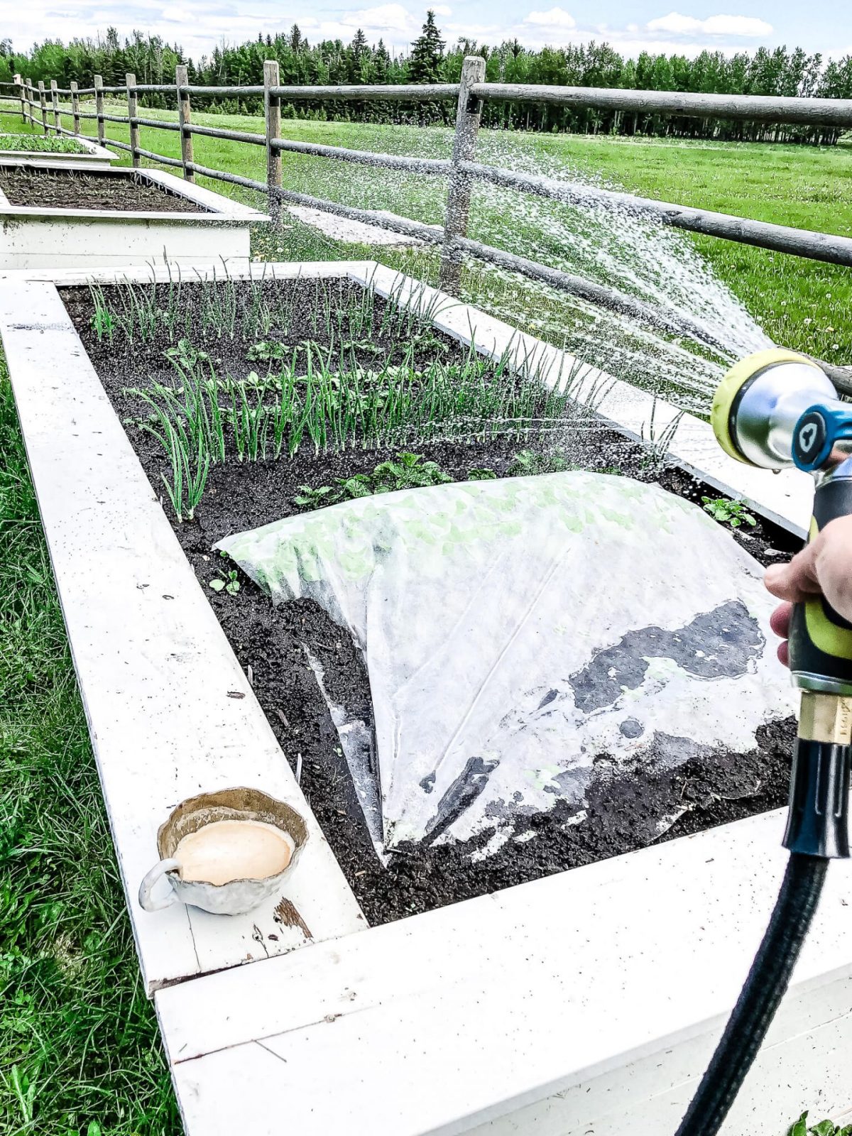 Forced to wrong size: 638x851, natural is 1536x2048! Growing a garden