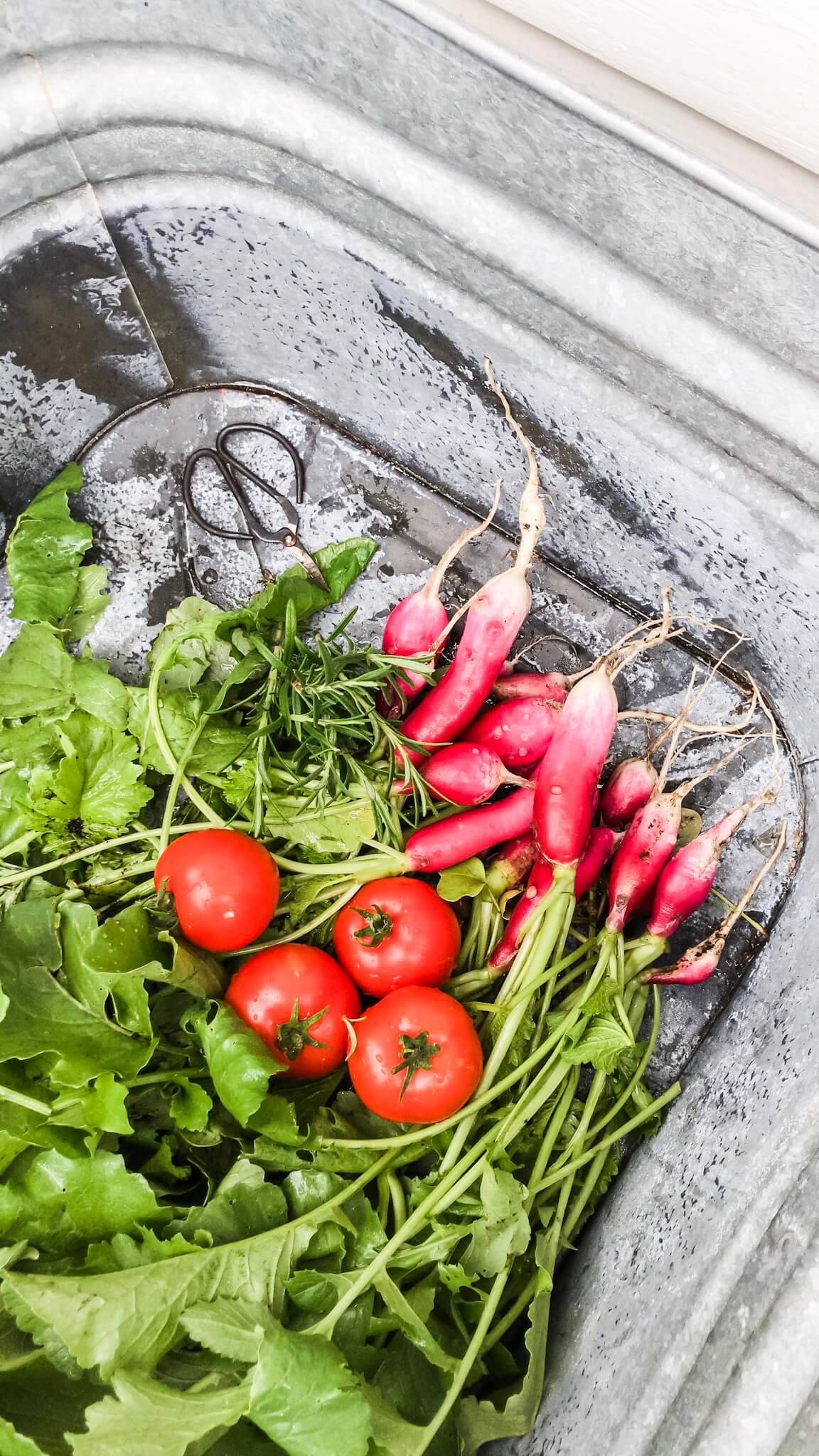 fresh garden produce Garden Vegetables