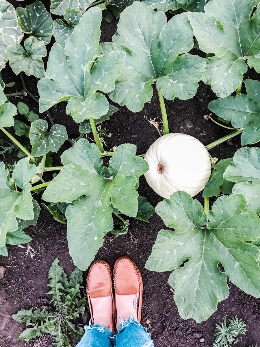 pumpkin in the garden white pumpkin growing in the garden