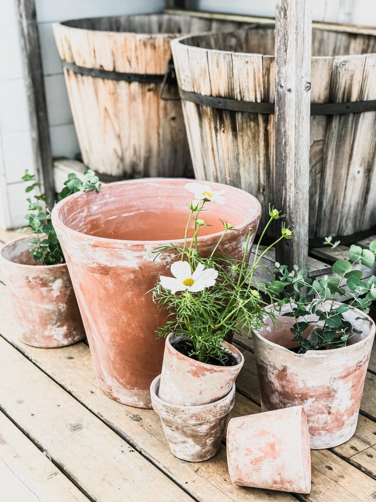 aged terra cotta pots with cosmo flowers in them white cosmo flowers and eucalyptus and eucalyptus in a variety of aged terra cotta pots