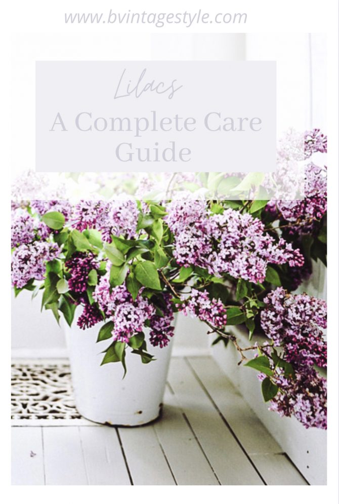 Lilac season is coming, here are some quick tips about the flower. – Just  Bee Cosmetics