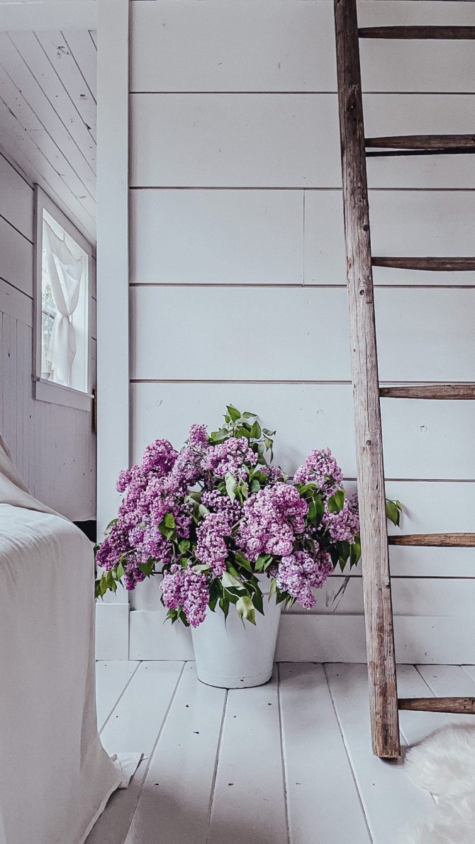 cut lilac blossom arrangement beside a ladder in a shed house cut lilac blossom arrangement beside a ladder in a shed house