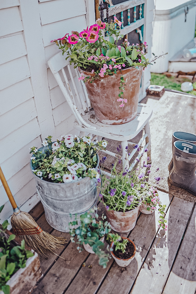 beautiful display of blooming flowers in flower pots