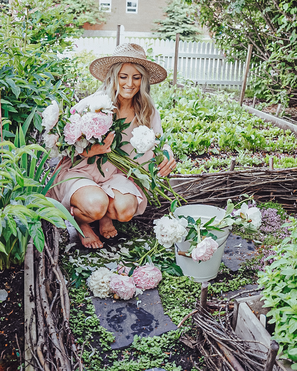 Cutting fresh peonies in the garden