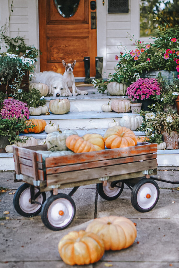 There are pumpkins in front and on a table along with a bucket with flowers inside it.