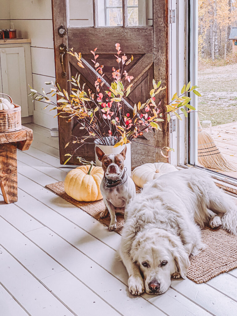 Two white dogs are sitting on a rug in front of some pumpkins and a white bucket filled with branches.