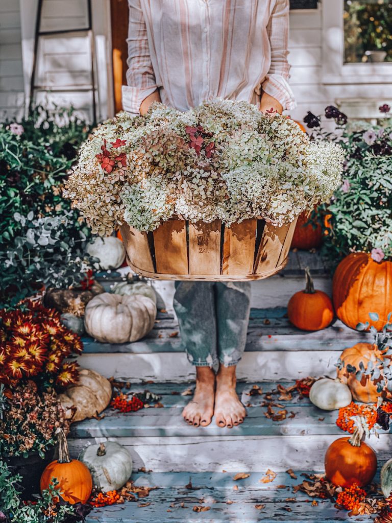 girl holding a vintage basket full of limelight hydrangeas