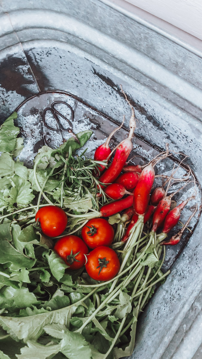16 Easy Vegetables To Grow For Beginners
