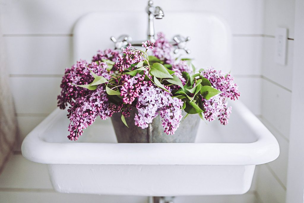 lilac bouquet in a bucket in the sink