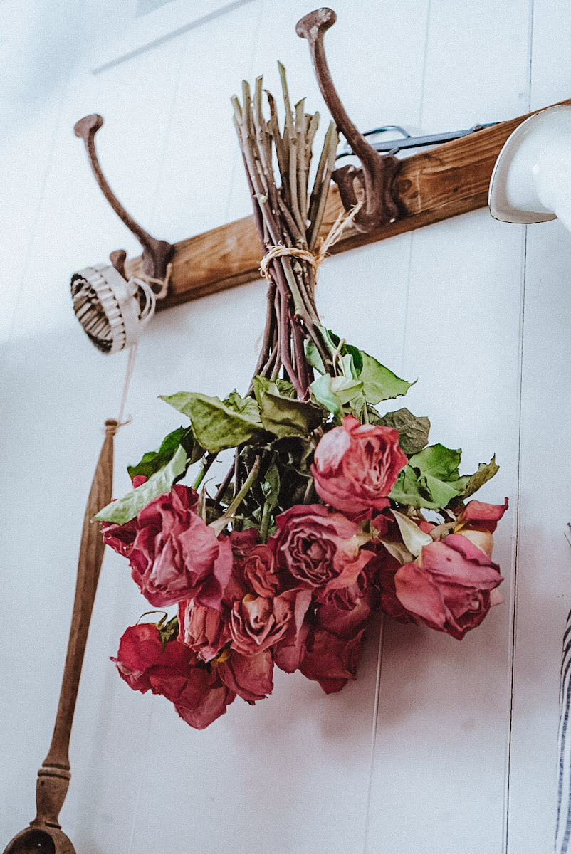 Two Old Dried Roses, One Red and One White - Black and White