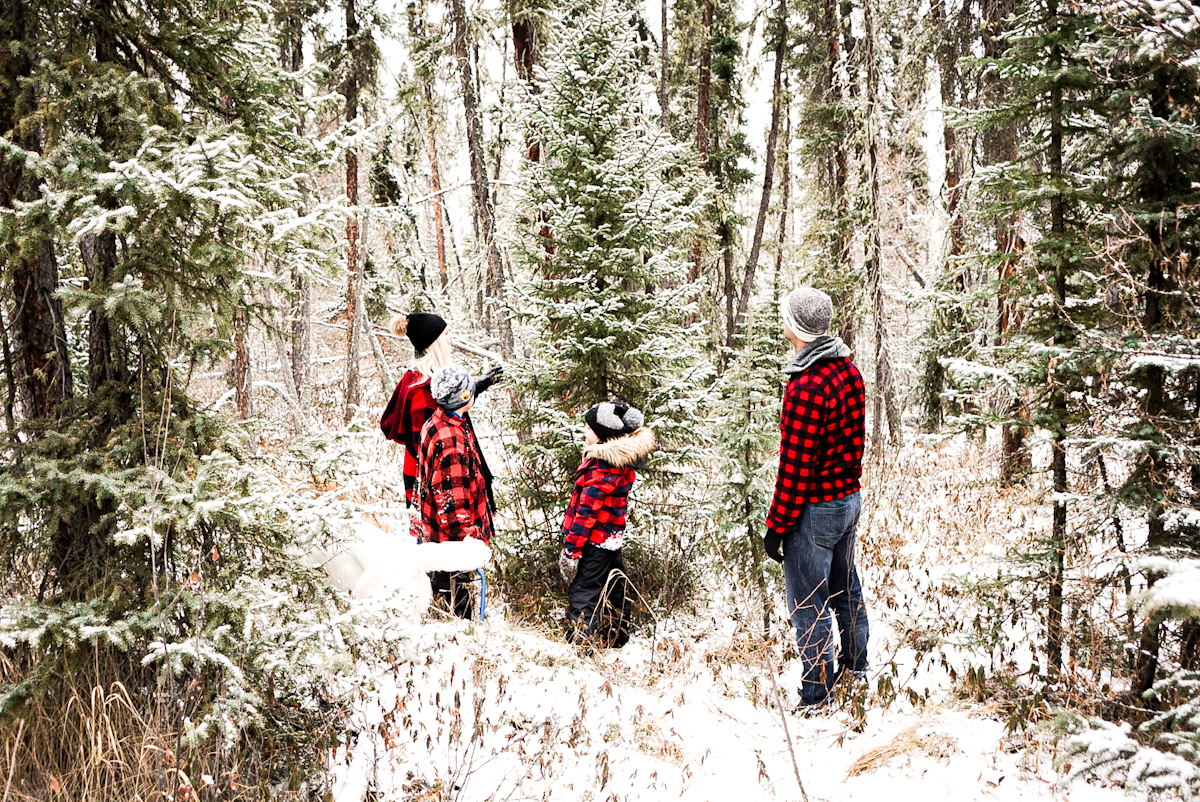How To Keep A Christmas Tree Alive All Season Long