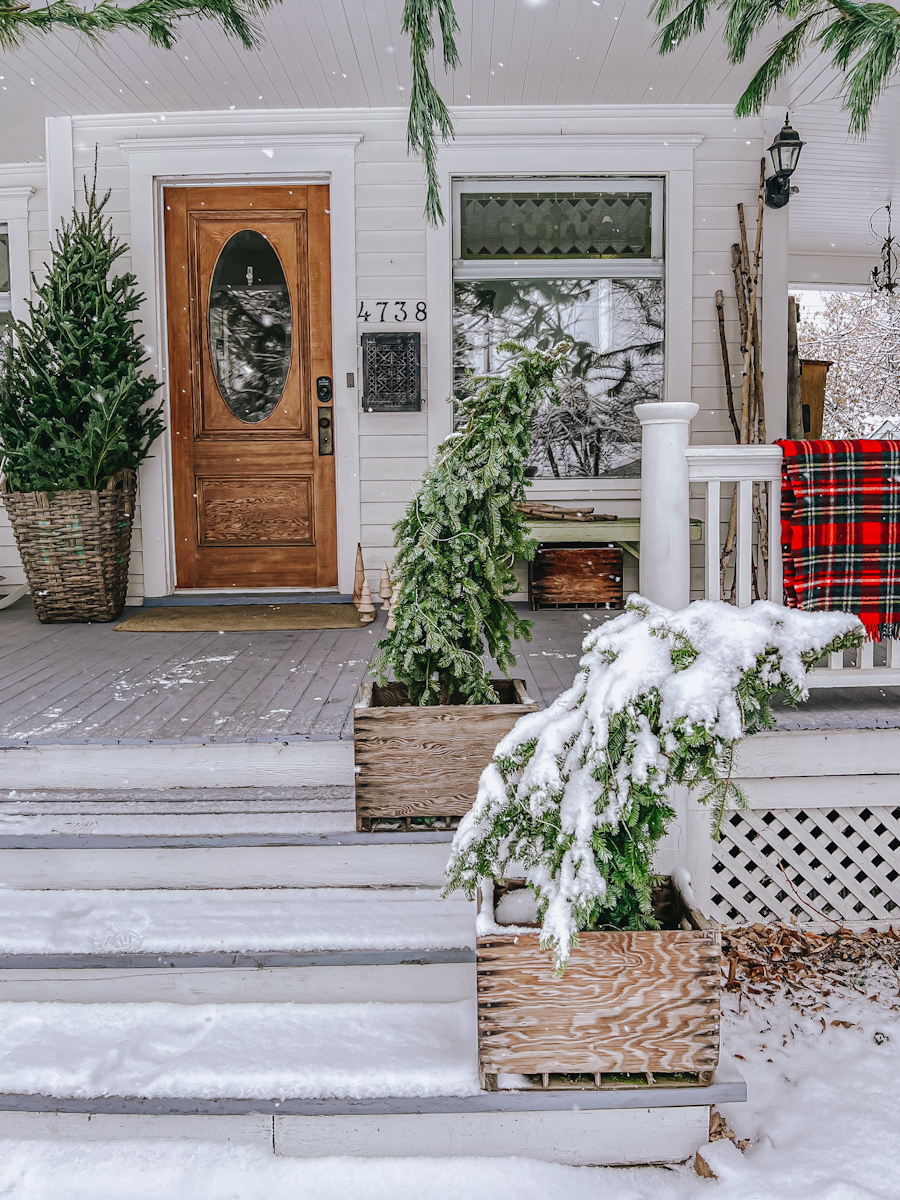 Snow covered bent over Grinchmas trees on the steps of a front porch for the holidays.