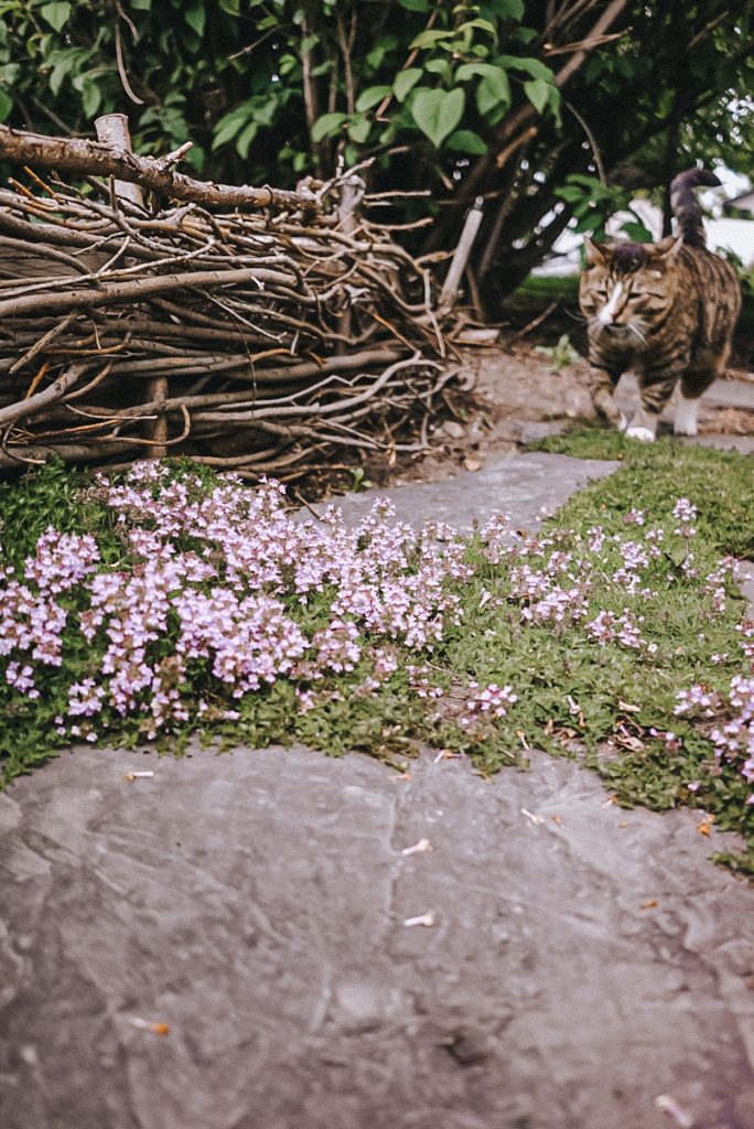 A cat walking on a garden pathway.