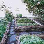 Wattle fence garden that has a stone pathway through it.