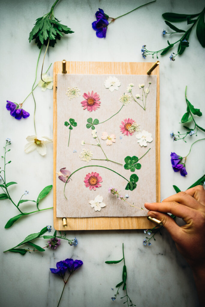 Placing flowers to dry in a flower press..