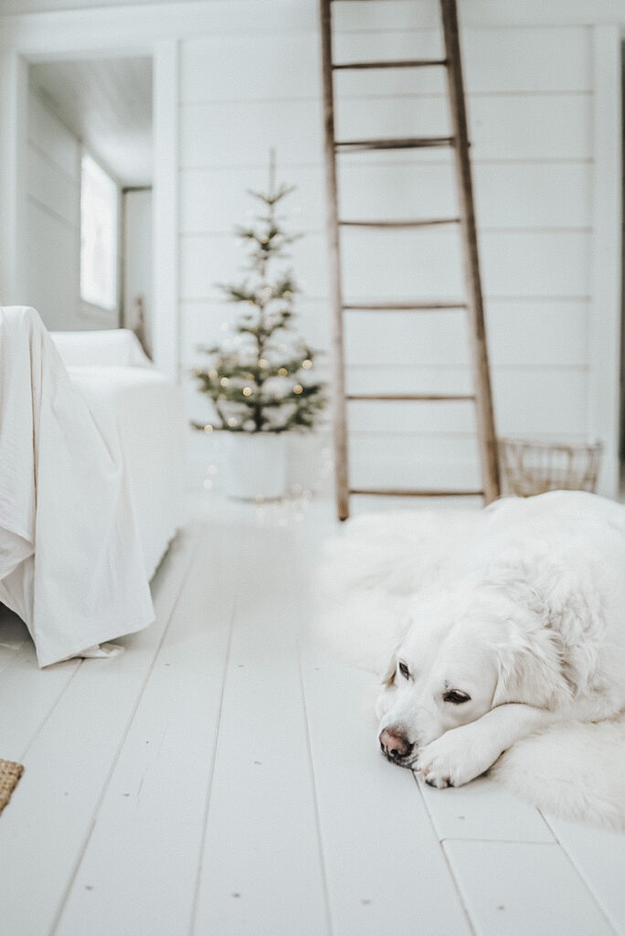 A beautiful white space decorated for Christmas with a sheepskin rug, twinkle lights, and a white dog lying on the ground.