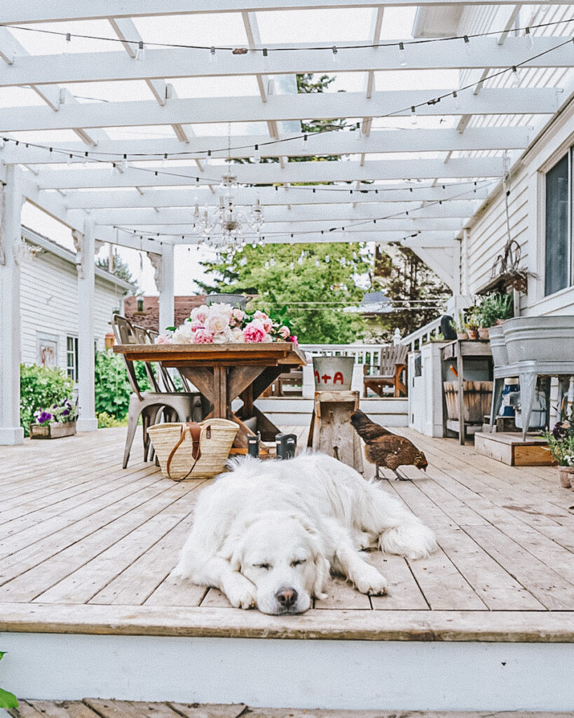 A lovely outdoor patio with a white dog and chicken on it that has a giant pergola with string lights.