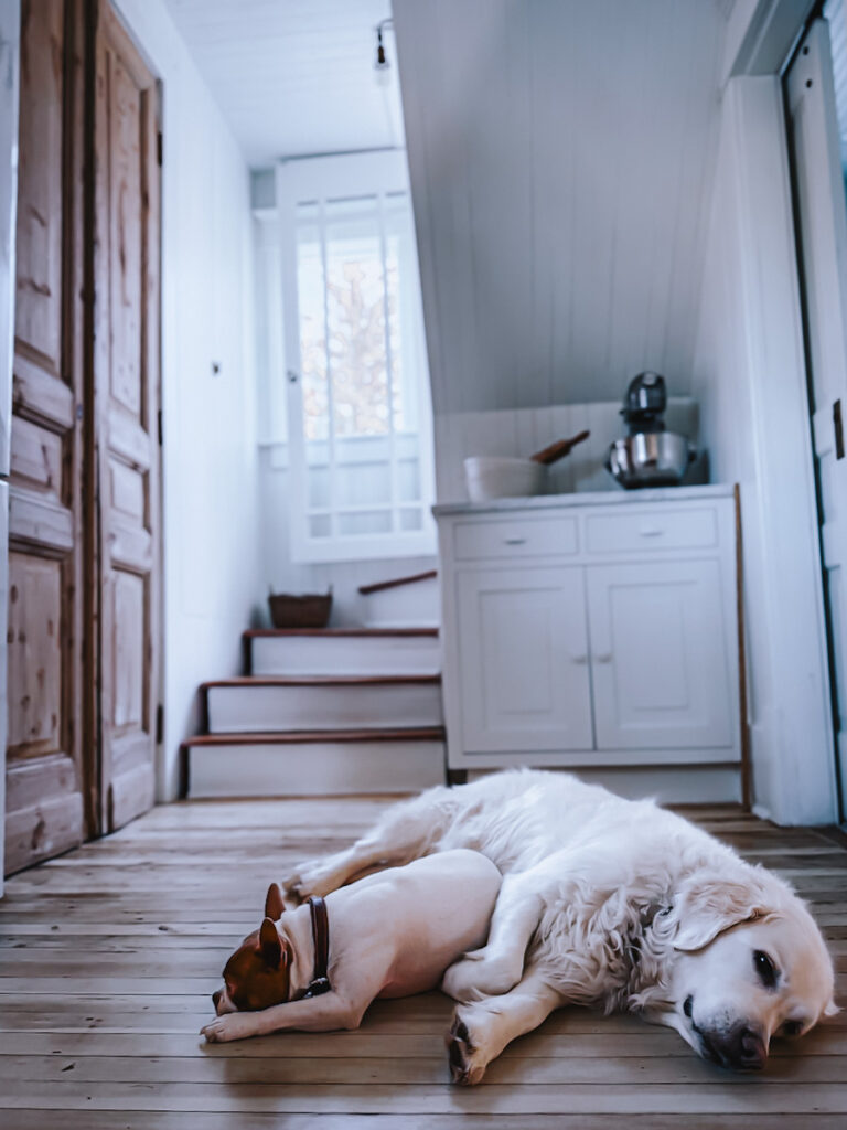 A kitchen and staircase area with two dogs, a golden retriever and a Boston terrier, lying on the floor.