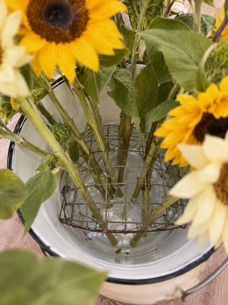 A French enamel bucket with chicken wire in it holding sunflower stems