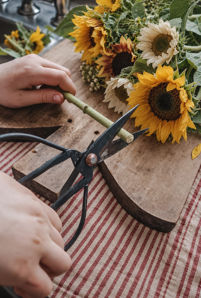 Cutting the stem of sunflowers with sharp garden shears at a 90° angle .